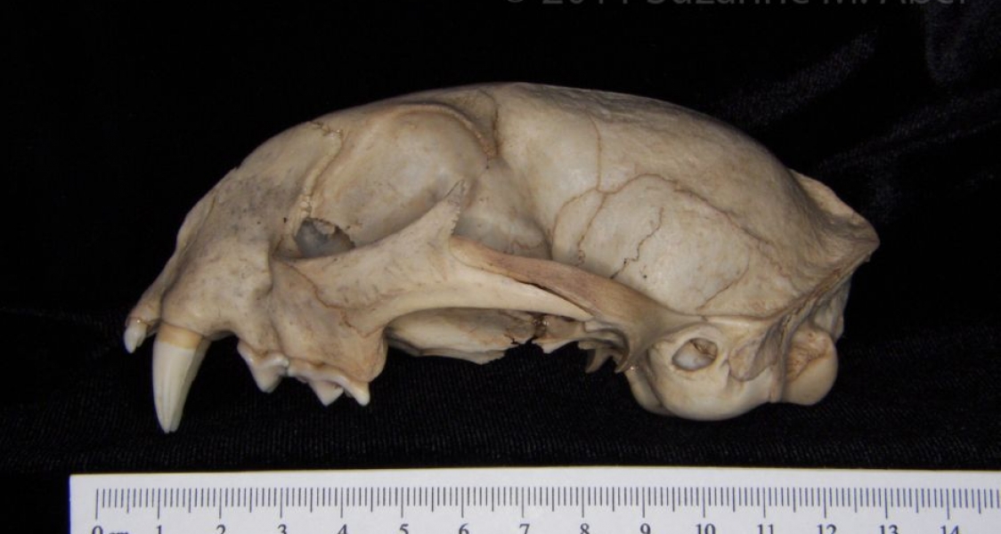 Lateral View Bobcat Cranium