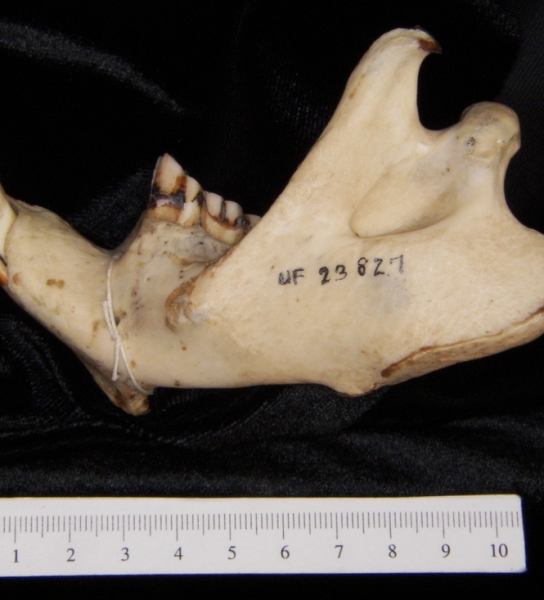 Lateral View American Beaver Mandible