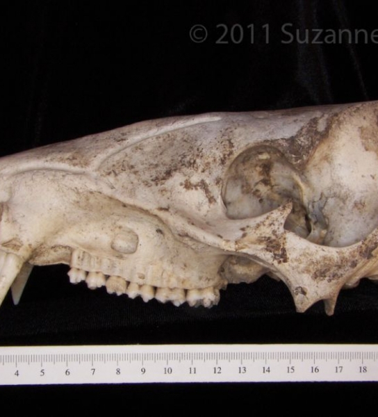 Lateral View Peccary Cranium