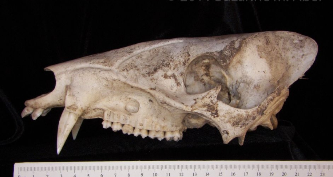 Lateral View Peccary Cranium