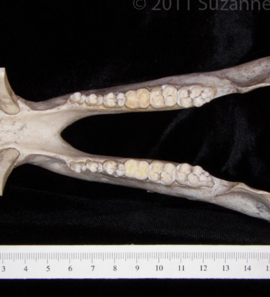 Superior View Peccary Mandible