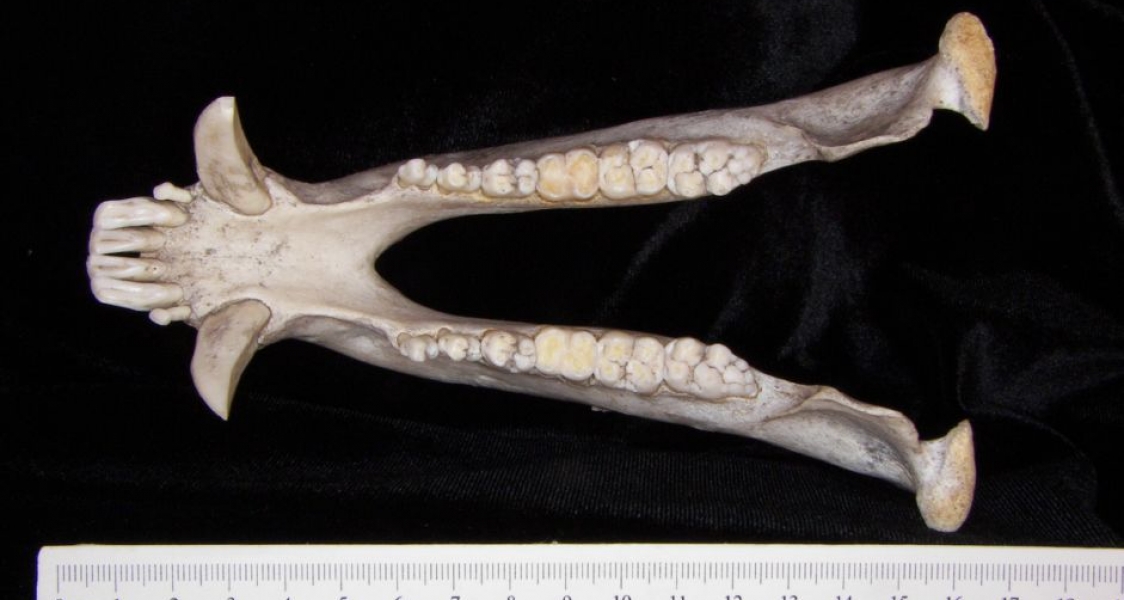 Superior View Peccary Mandible