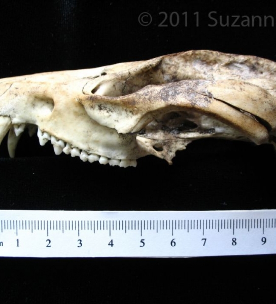 Lateral View Opossum Cranium