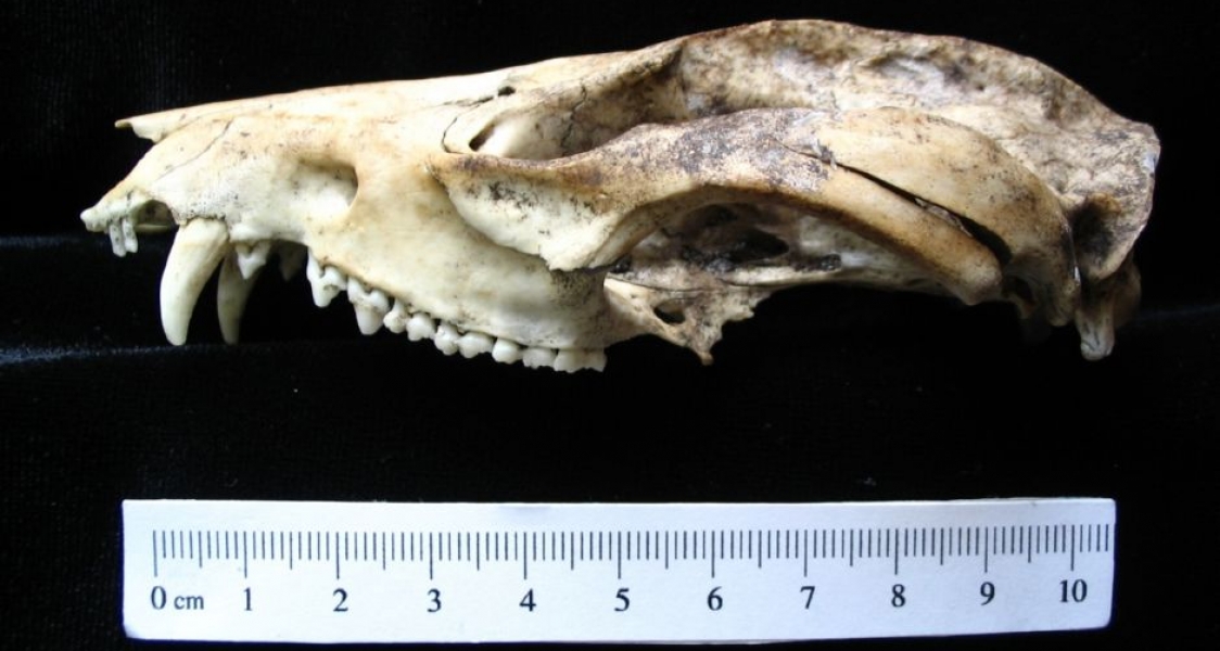 Lateral View Opossum Cranium