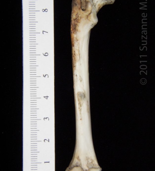 Posterior View Left Opossum Femur