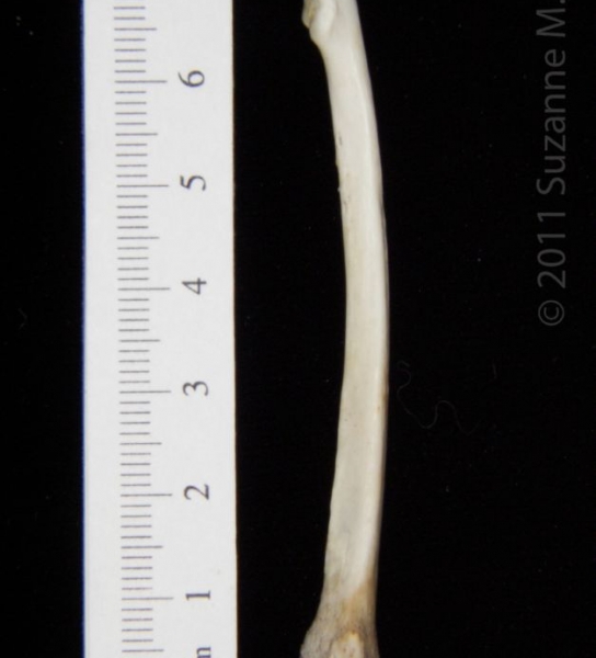 Anterior View Left Opossum Radius