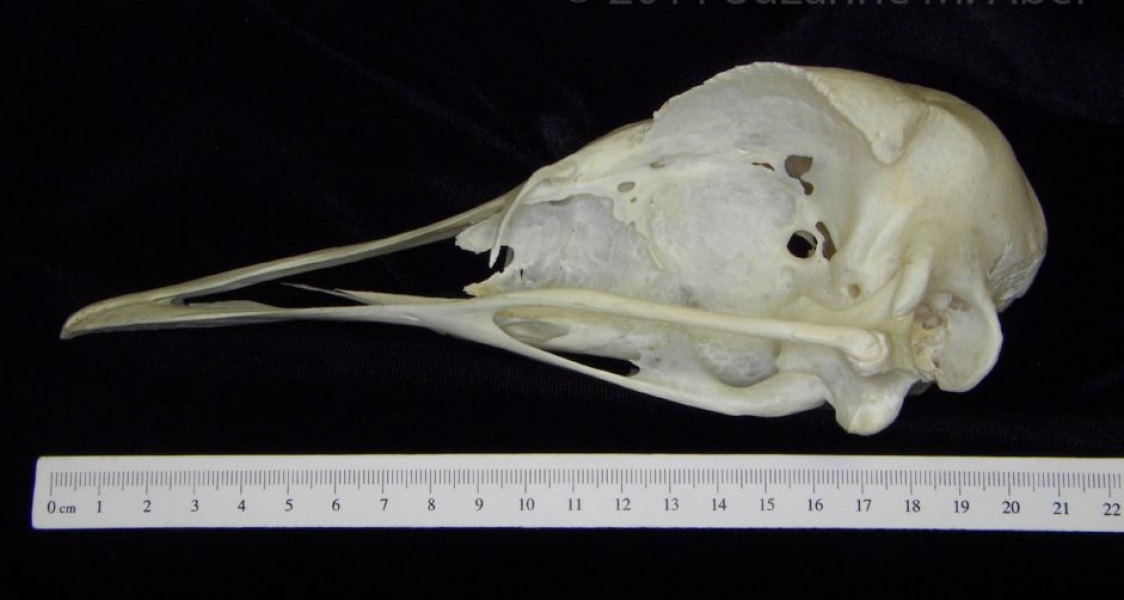 Lateral View Ostrich Cranium