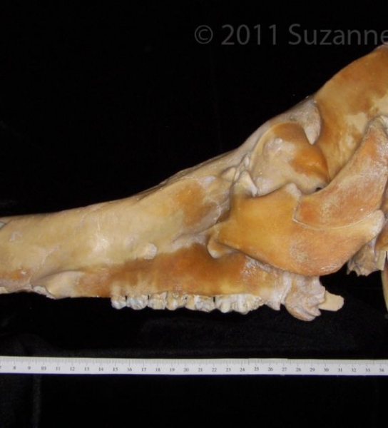 Lateral View Domestic Pig Cranium