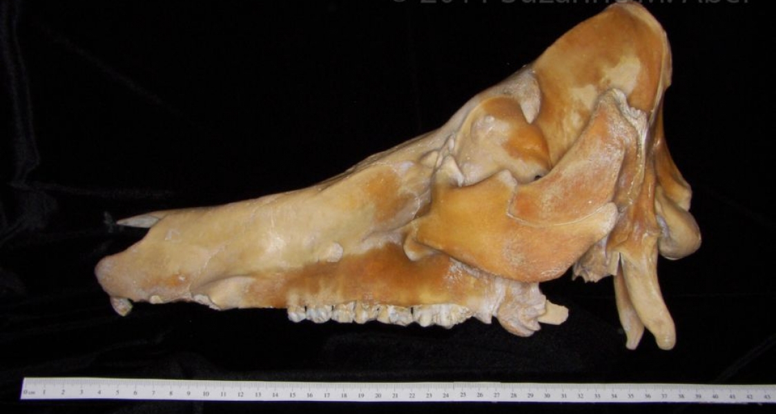 Lateral View Domestic Pig Cranium