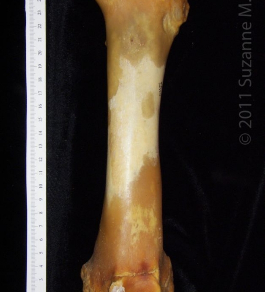 Anterior View Left Domestic Pig Femur