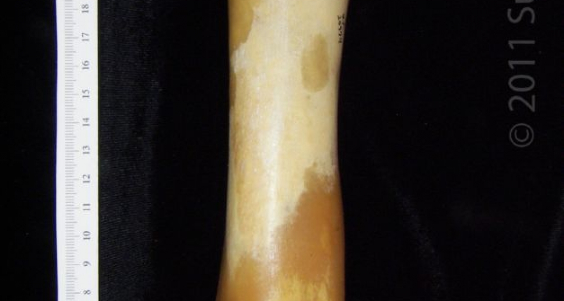 Anterior View Left Domestic Pig Femur