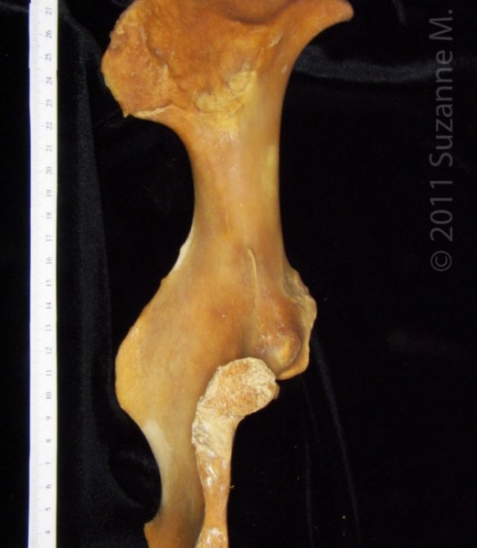Posterior Dorsal View Left Domestic Pig Innominate