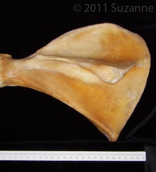 Posterior View Left Pig Scapula