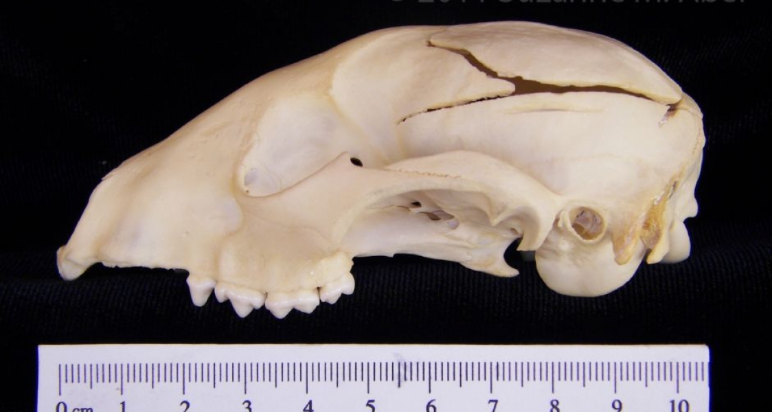 Lateral View Raccoon Cranium