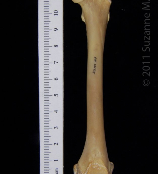 Anterior View Left Raccoon Femur