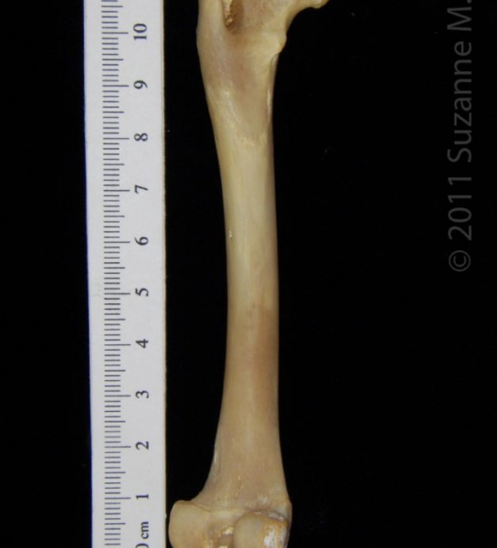 Posterior View Left Raccoon Femur