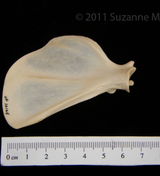 Anterior View Left Racoon Scapula