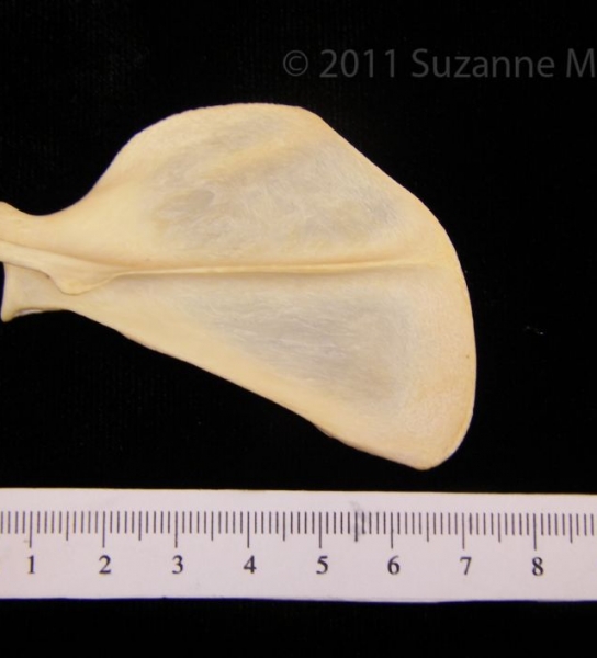 Posterior View Left Racoon Scapula