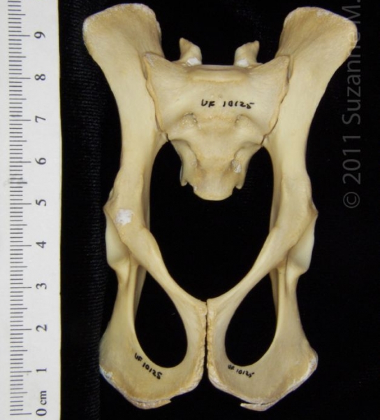 Anterior View Raccoon Pelvis