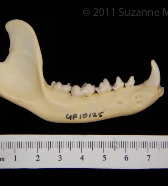 Lateral View Racoon Mandible