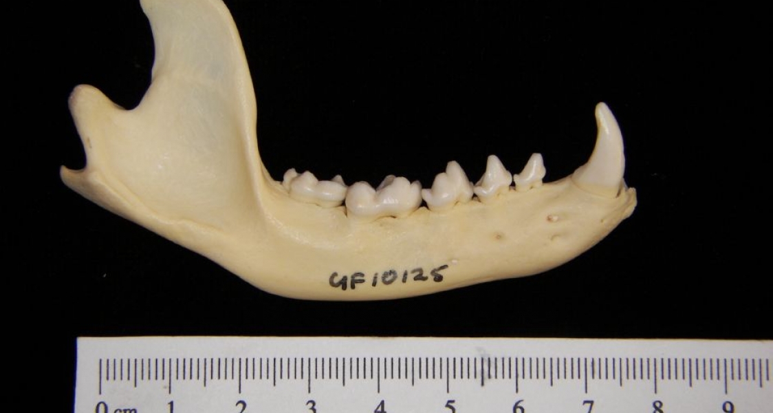 Lateral View Racoon Mandible