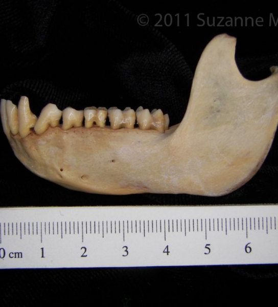 Lateral View Rhesus Monkey Mandible