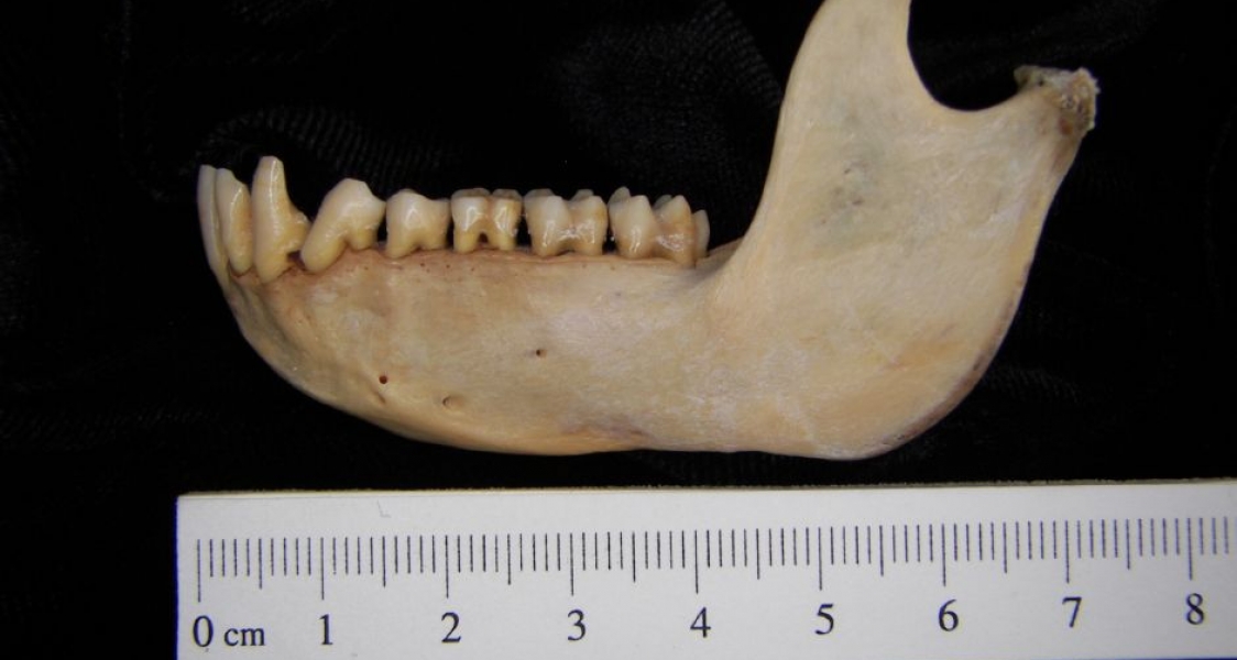 Lateral View Rhesus Monkey Mandible