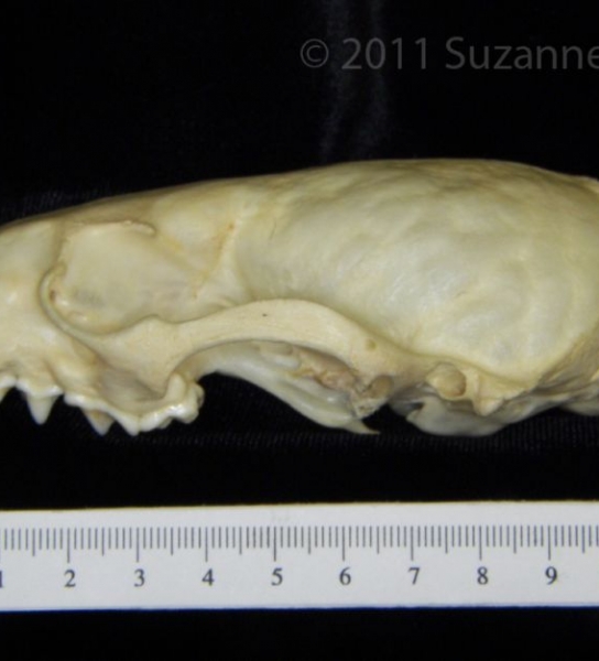 Lateral View River Otter Cranium
