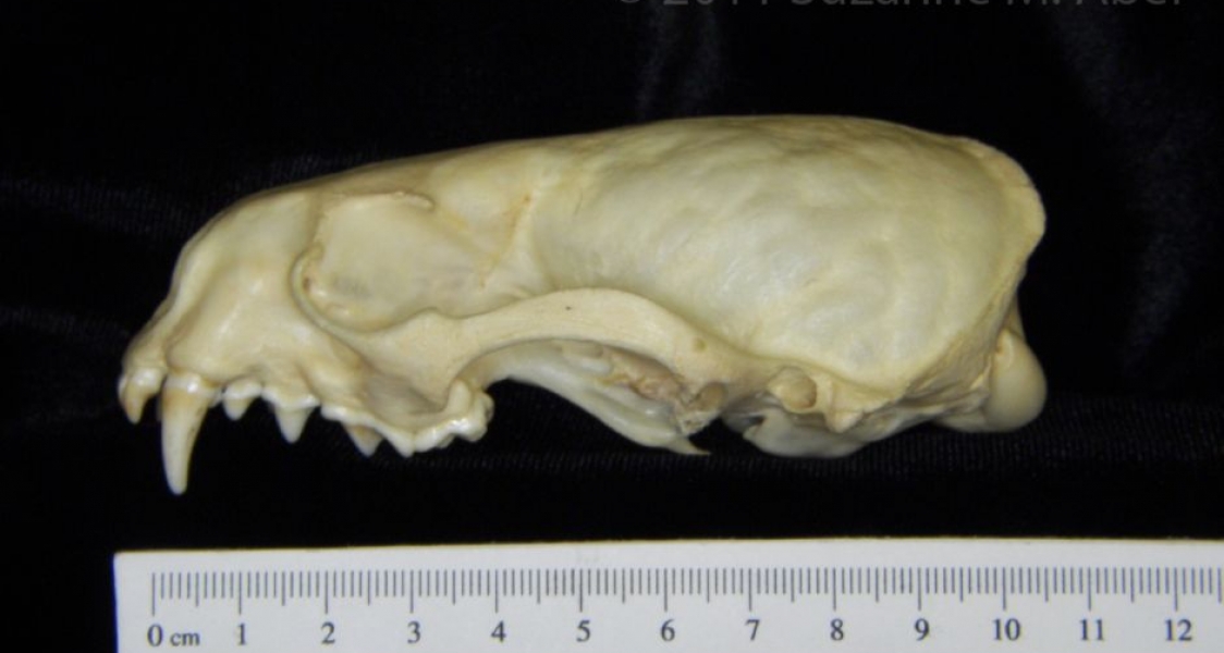 Lateral View River Otter Cranium