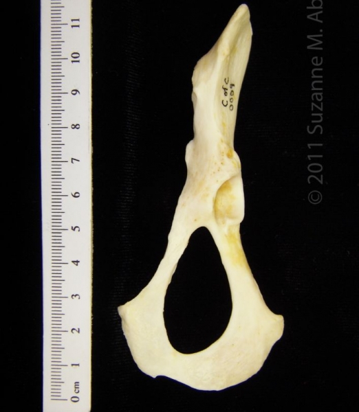 Ventral View Left River Otter Innominate