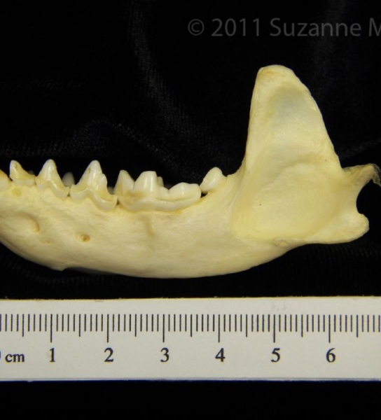 Lateral View River Otter Mandible