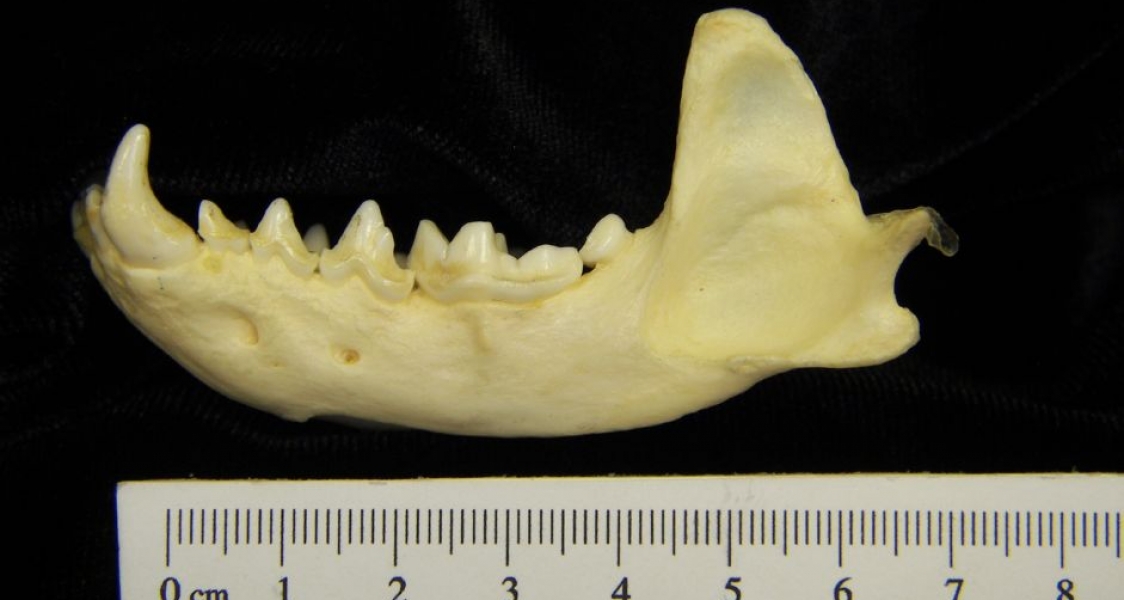 Lateral View River Otter Mandible