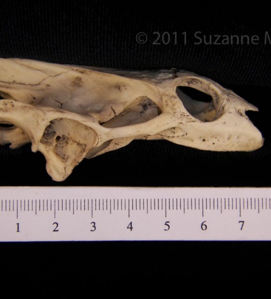 Lateral View Softshell Turtle Cranium