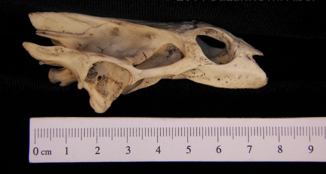 Lateral View Softshell Turtle Cranium
