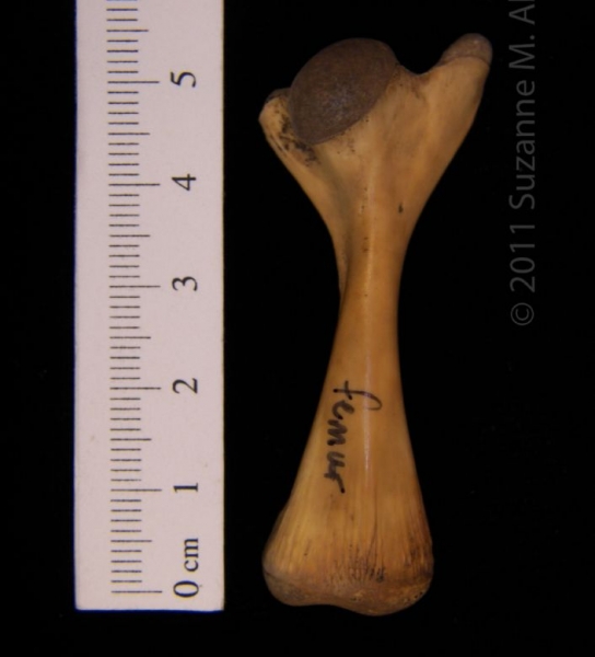 Anterior View Left Softshell Turtle Femur