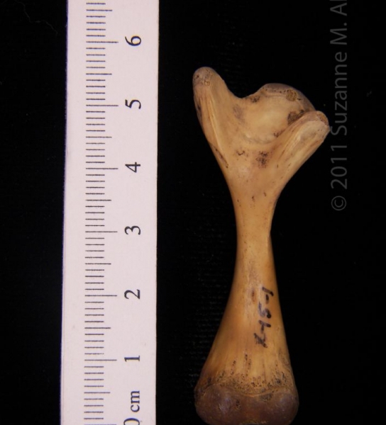 Posterior View Left Softshell Turtle Femur