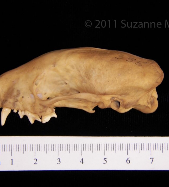 Lateral View Striped Skunk Cranium