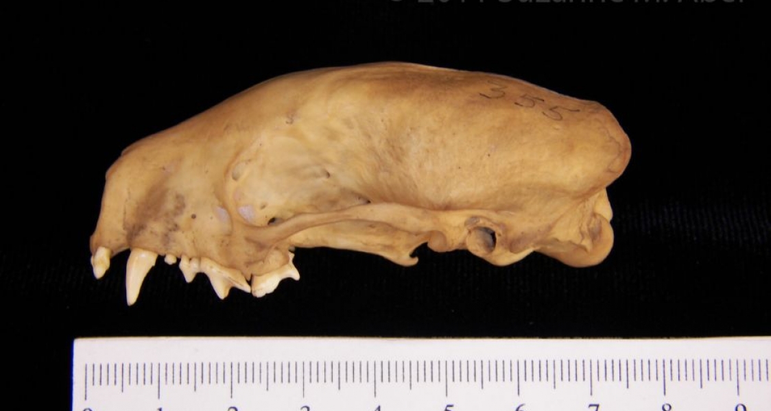 Lateral View Striped Skunk Cranium