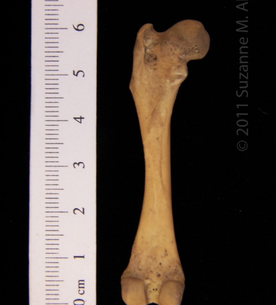 Posterior Left Striped Skunk Femur