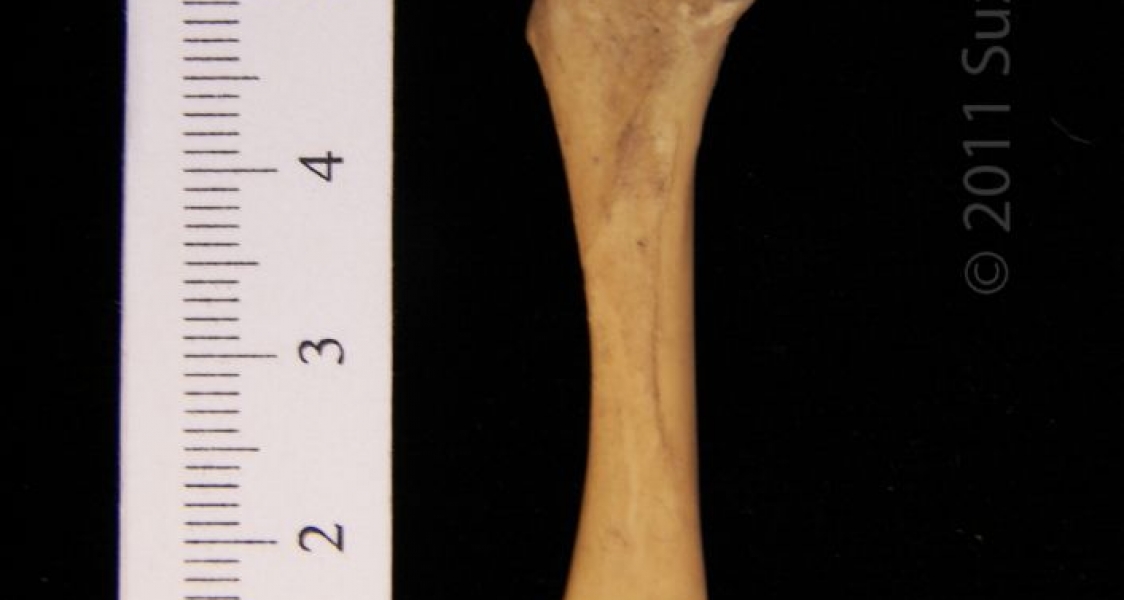 Posterior Left Striped Skunk Femur