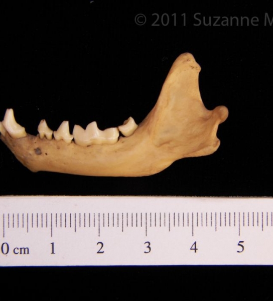 Lateral View Striped Skunk Mandible