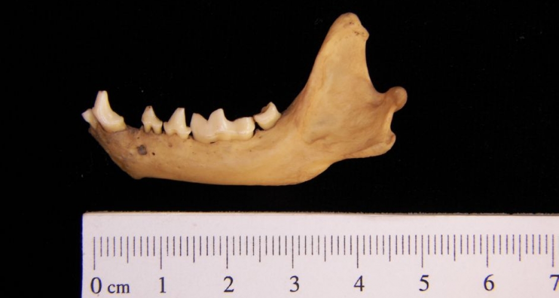 Lateral View Striped Skunk Mandible