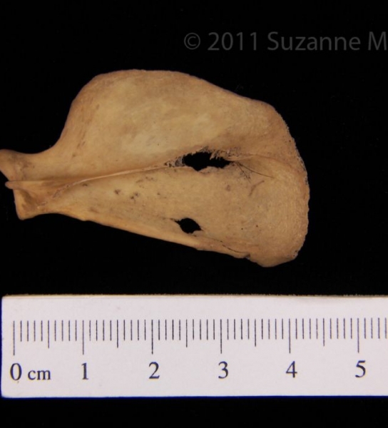 Posterior View Left Striped Skunk Scapula