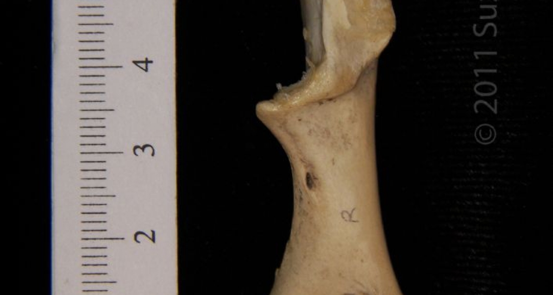 Medial View Right Turkey Vulture Corocoid