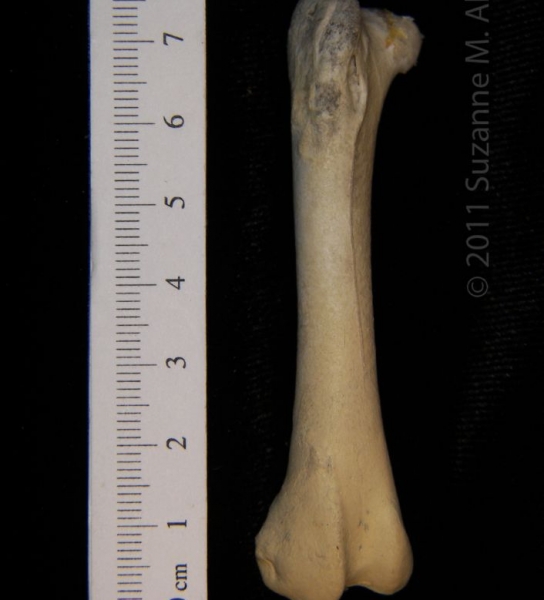 Anterior View Right Turkey Vulture Femur