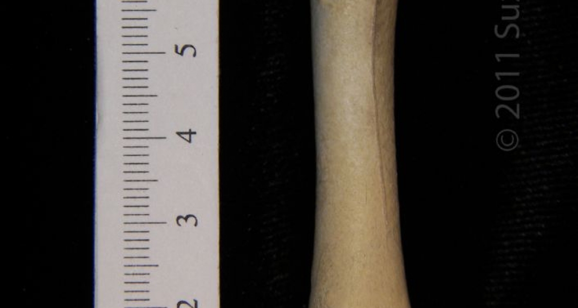 Anterior View Right Turkey Vulture Femur