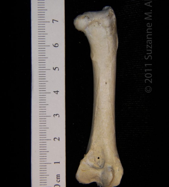 Posterior View Right Turkey Vulture Femur