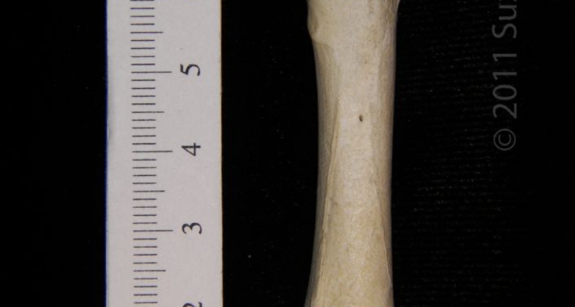 Posterior View Right Turkey Vulture Femur