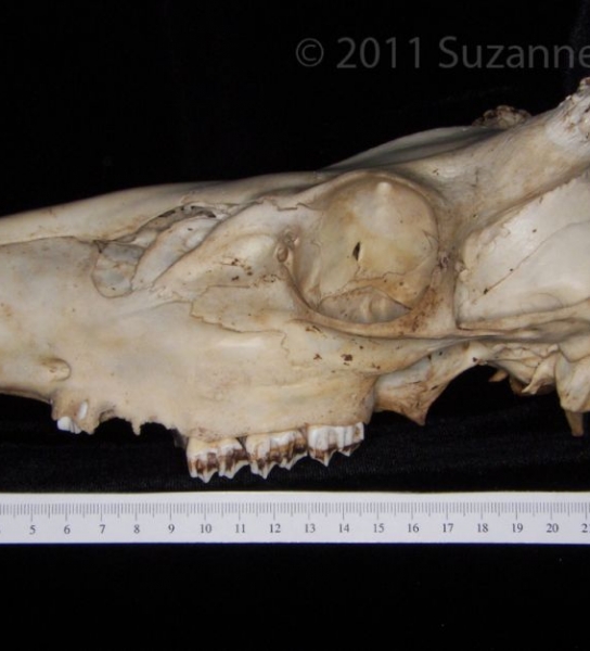 Lateral View White-Tailed Deer Cranium
