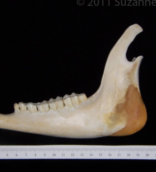 Lateral View White-Tailed Deer Mandible